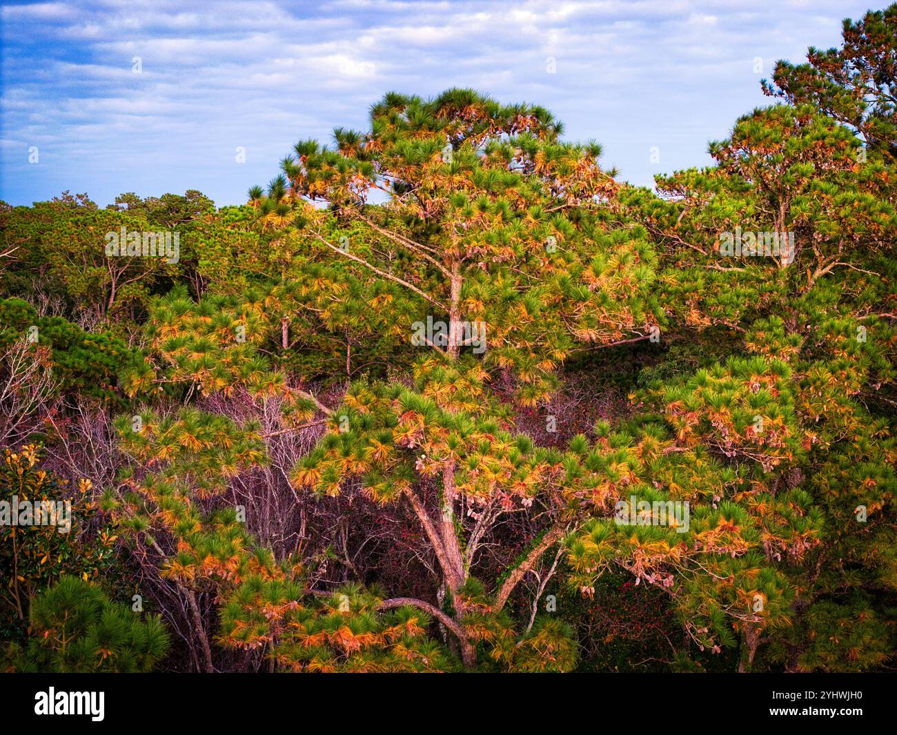 Under lush green canopy leaves hi-res stock photography and images - Alamy