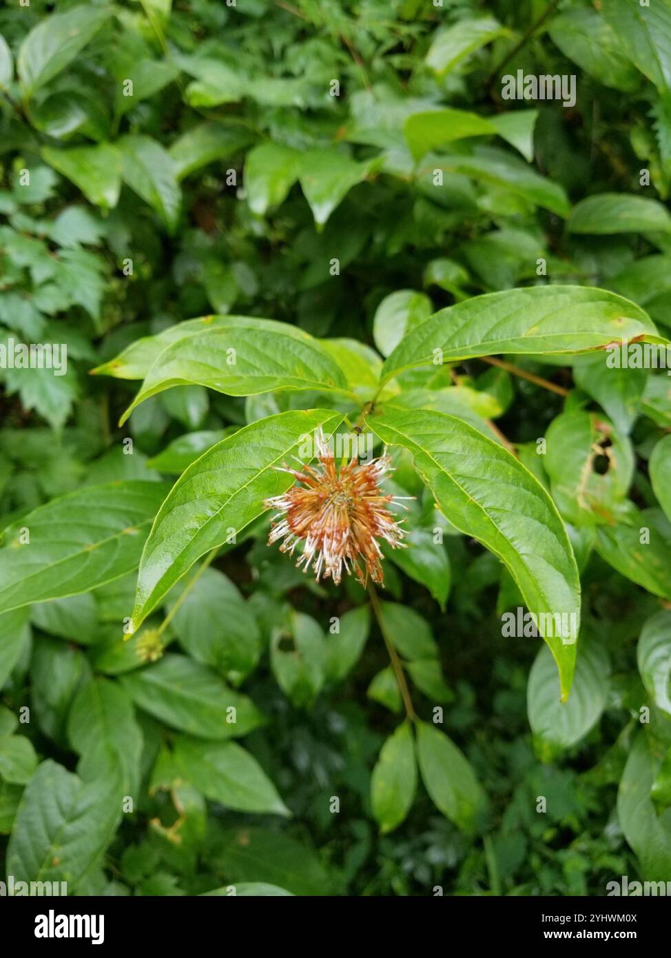 buttonbush (Cephalanthus occidentalis Stock Photo - Alamy
