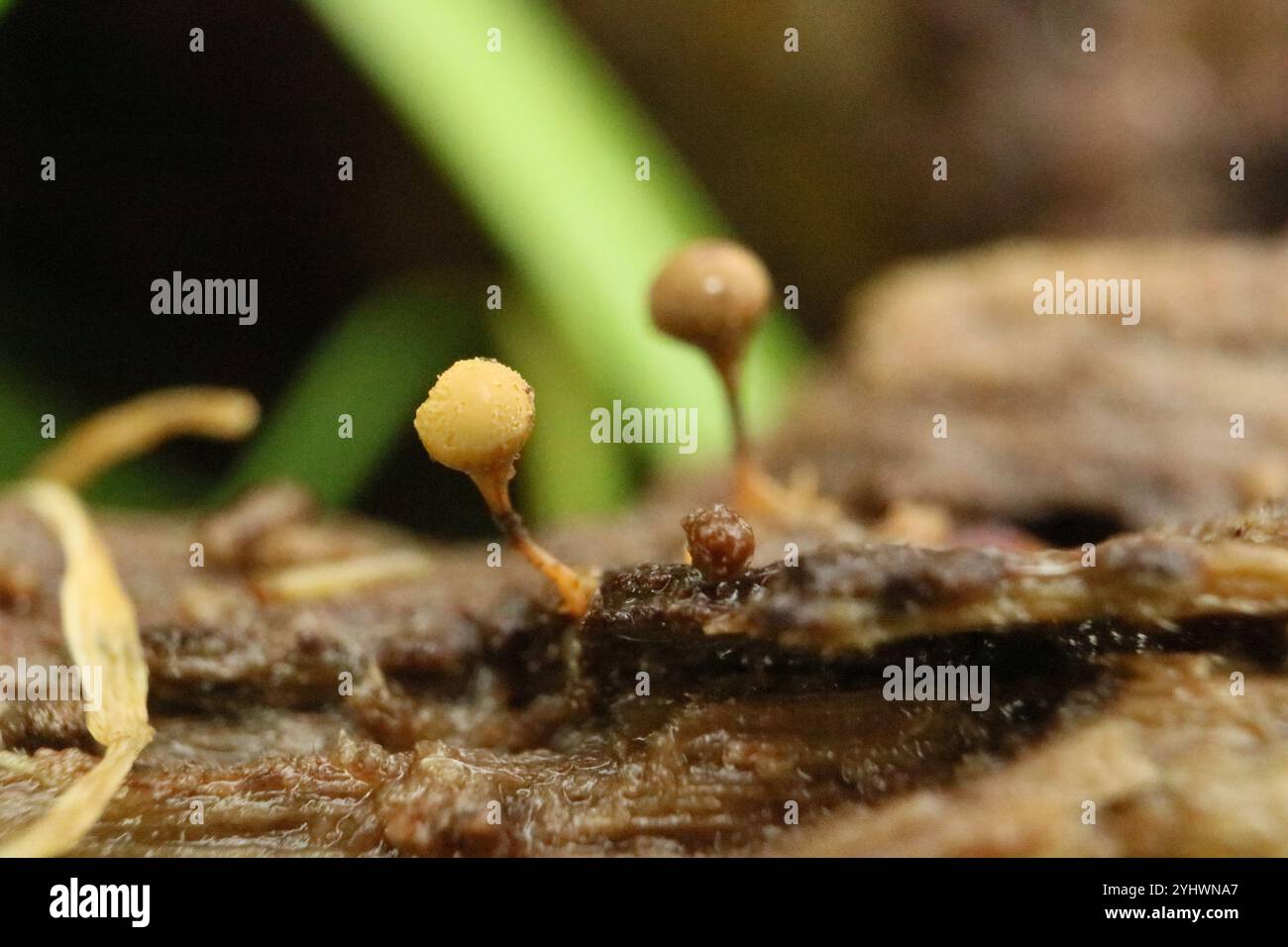 Crateriformis hi-res stock photography and images - Alamy