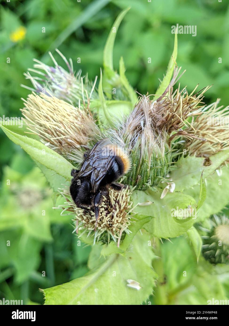 Hill Cuckoo Bumble bee (Bombus rupestris Stock Photo - Alamy