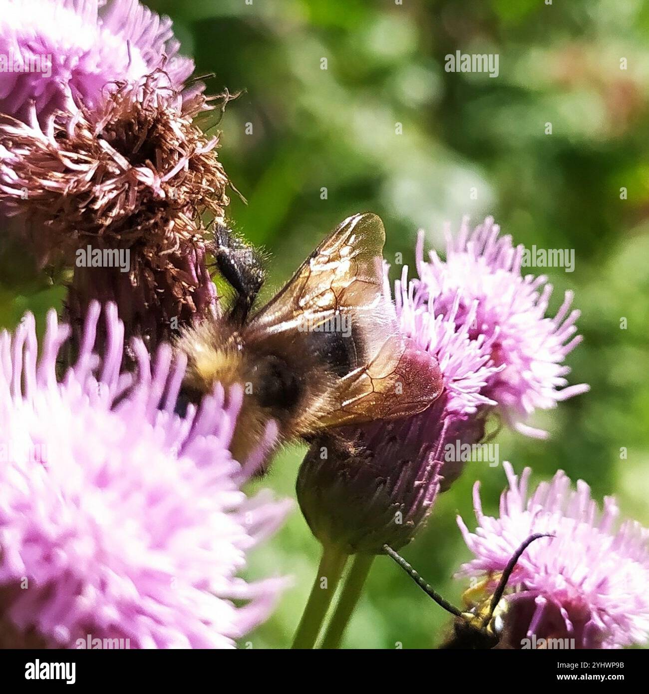 Cuckoo bumble bees hi-res stock photography and images - Alamy