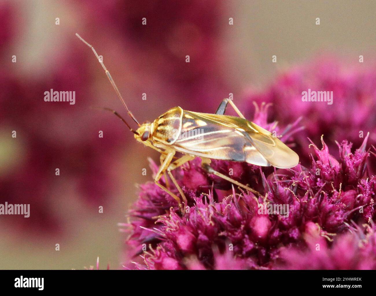 North American Tarnished Plant Bug (Lygus lineolaris Stock Photo - Alamy