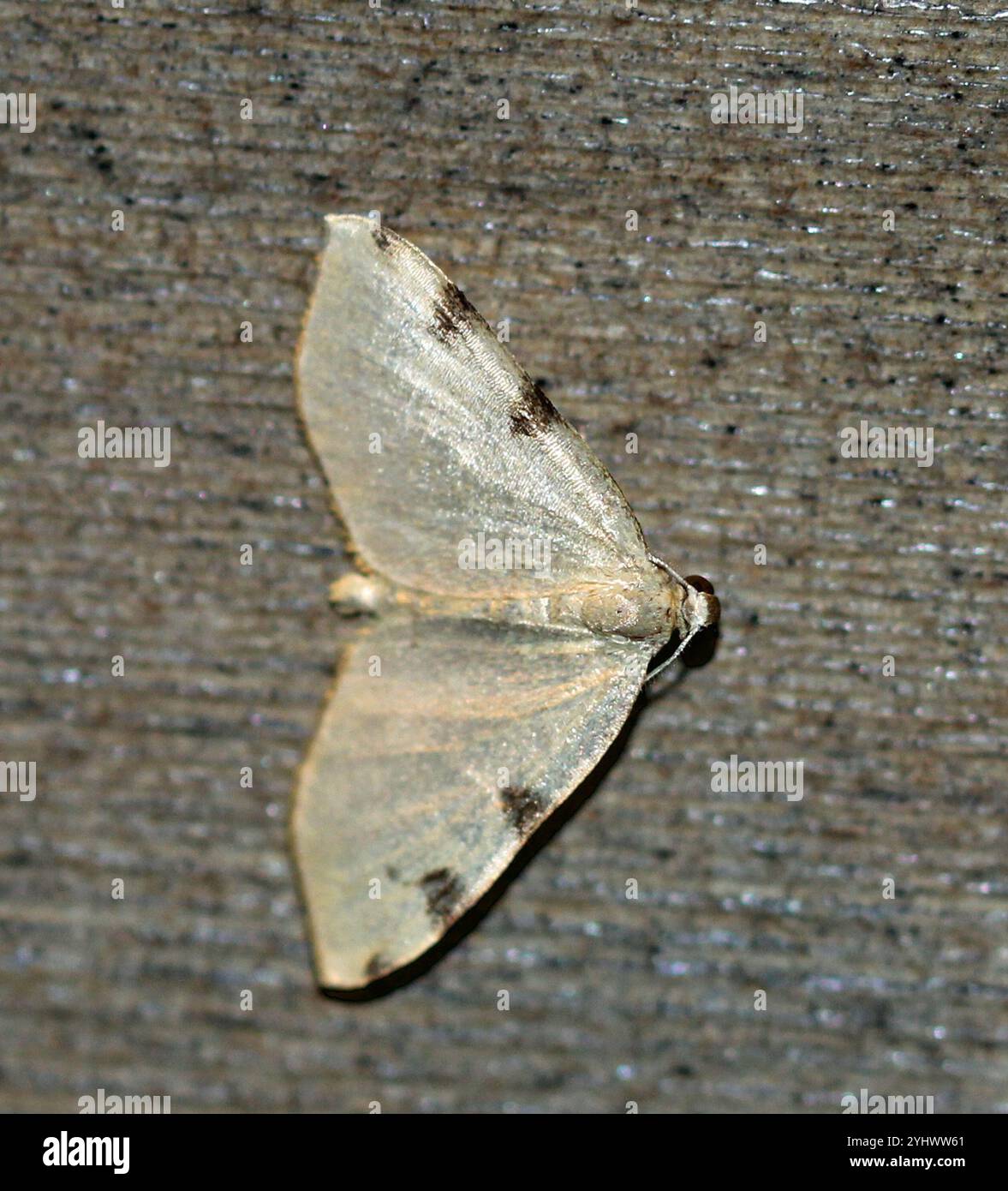 Three-spotted Fillip (Heterophleps triguttaria Stock Photo - Alamy