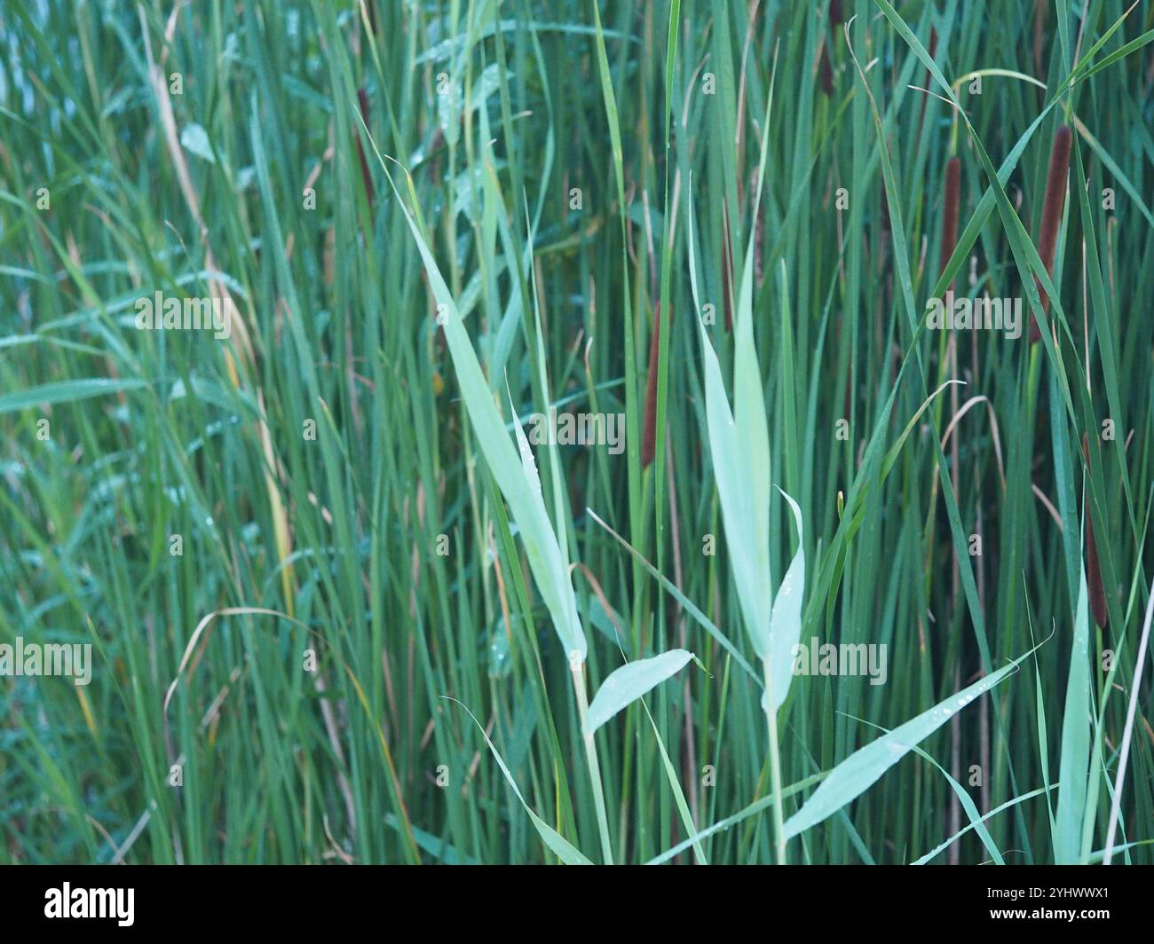 common reed (Phragmites australis Stock Photo - Alamy