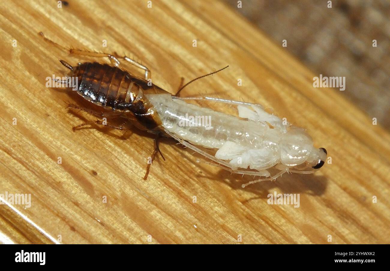 German Cockroach (Blattella germanica Stock Photo - Alamy