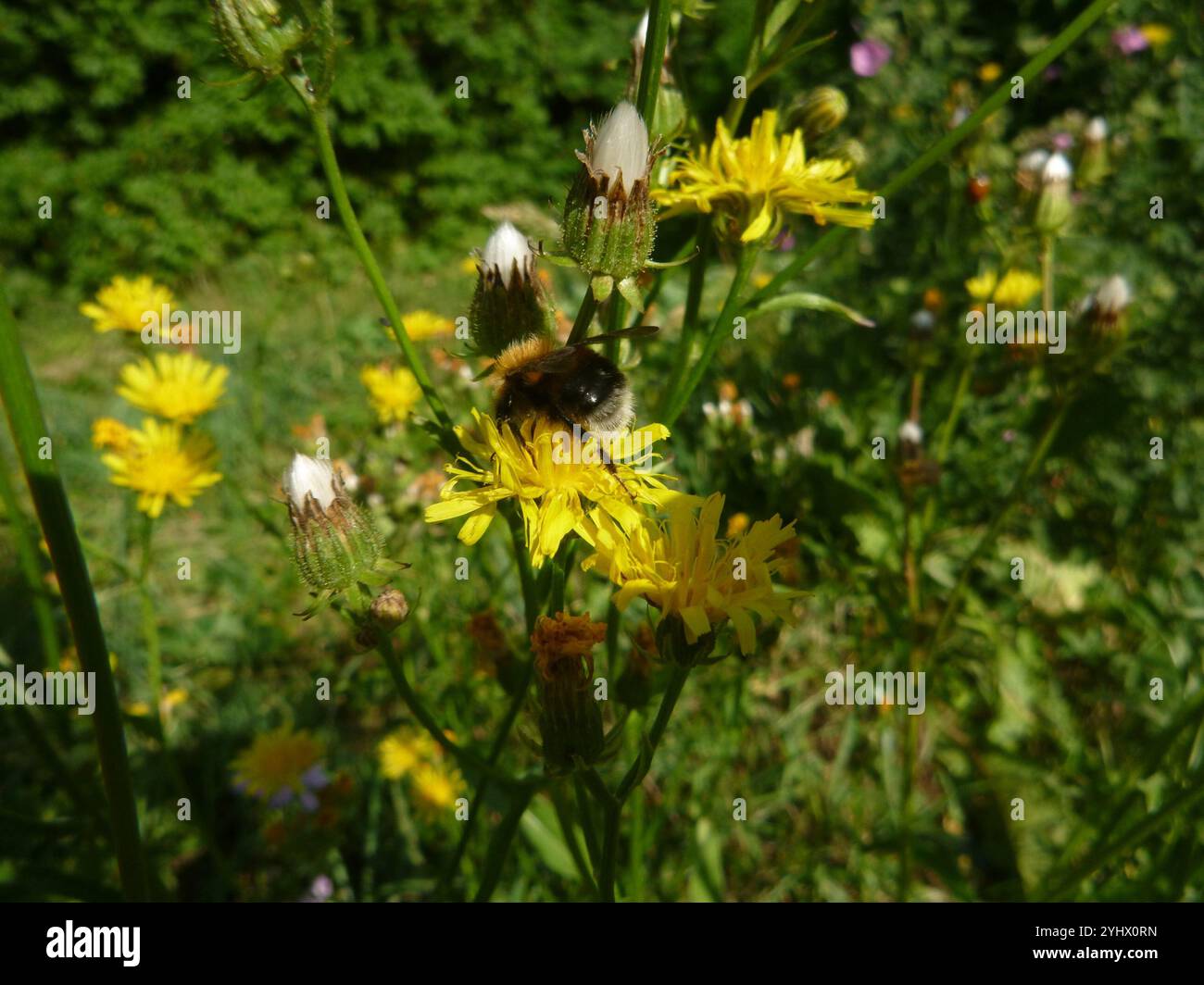 Tree Bumble Bee (Bombus hypnorum Stock Photo - Alamy
