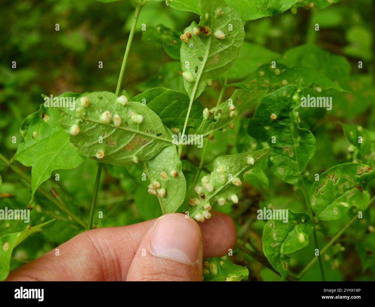 Ash Bead Gall Mite (Aceria fraxini Stock Photo - Alamy