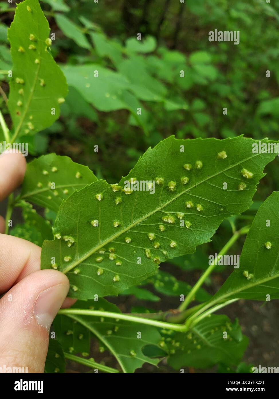 Ash Bead Gall Mite (Aceria fraxini Stock Photo - Alamy