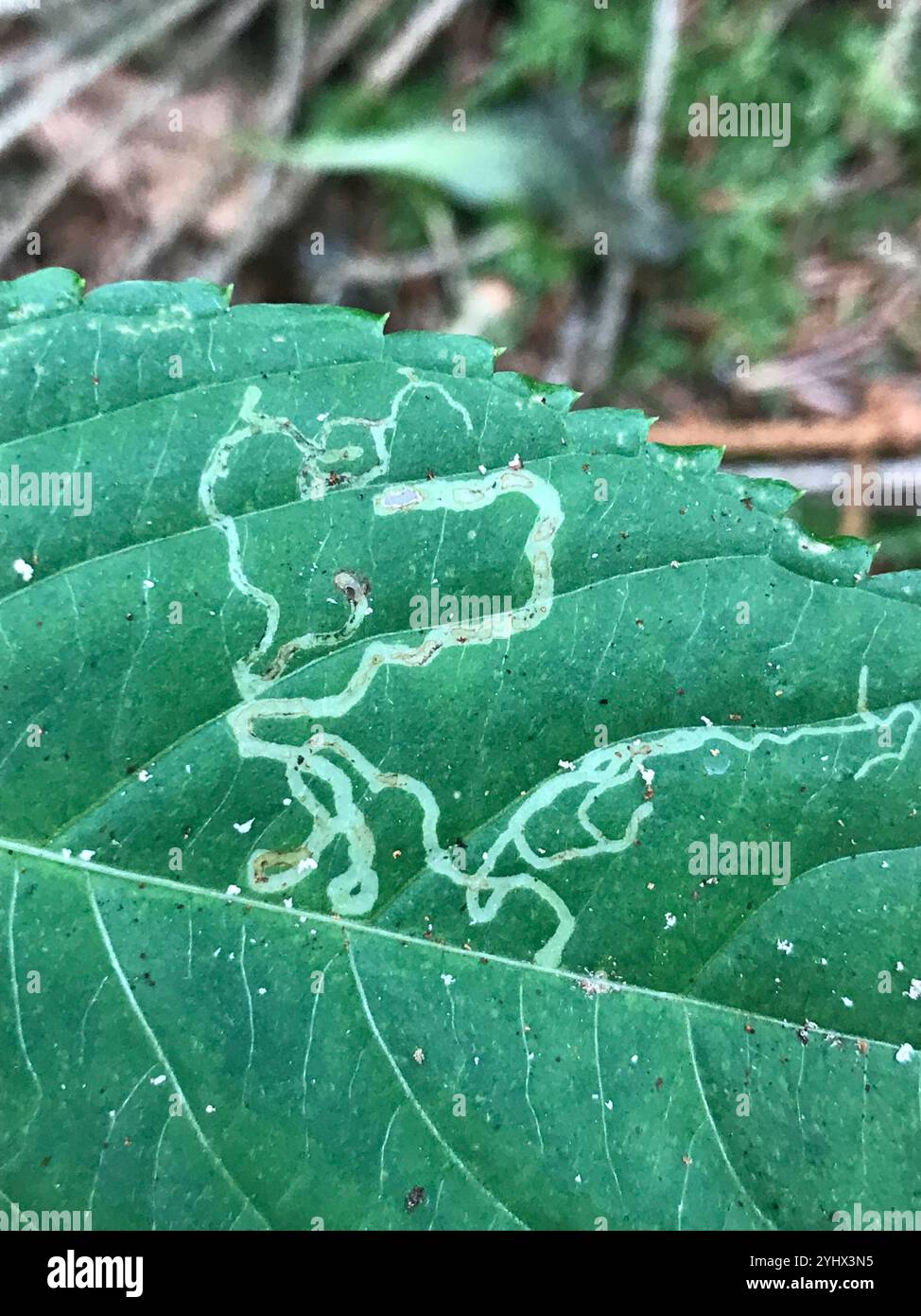 Jewelweed Leaf-miner Fly (Phytoliriomyza melampyga Stock Photo - Alamy