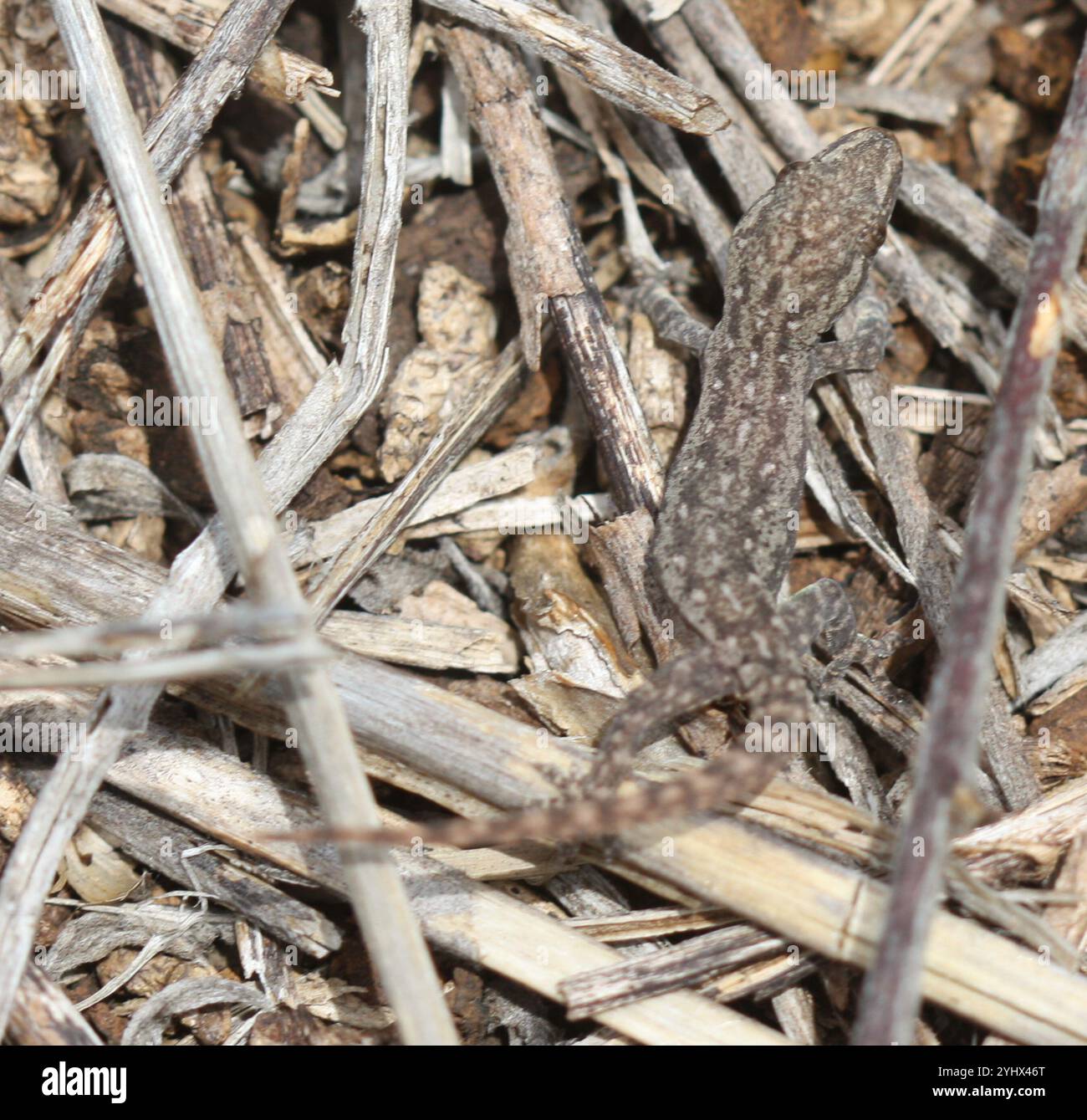 Invasive Gecko Asian House Gecko (Hemidactylus frenatus Stock Photo - Alamy