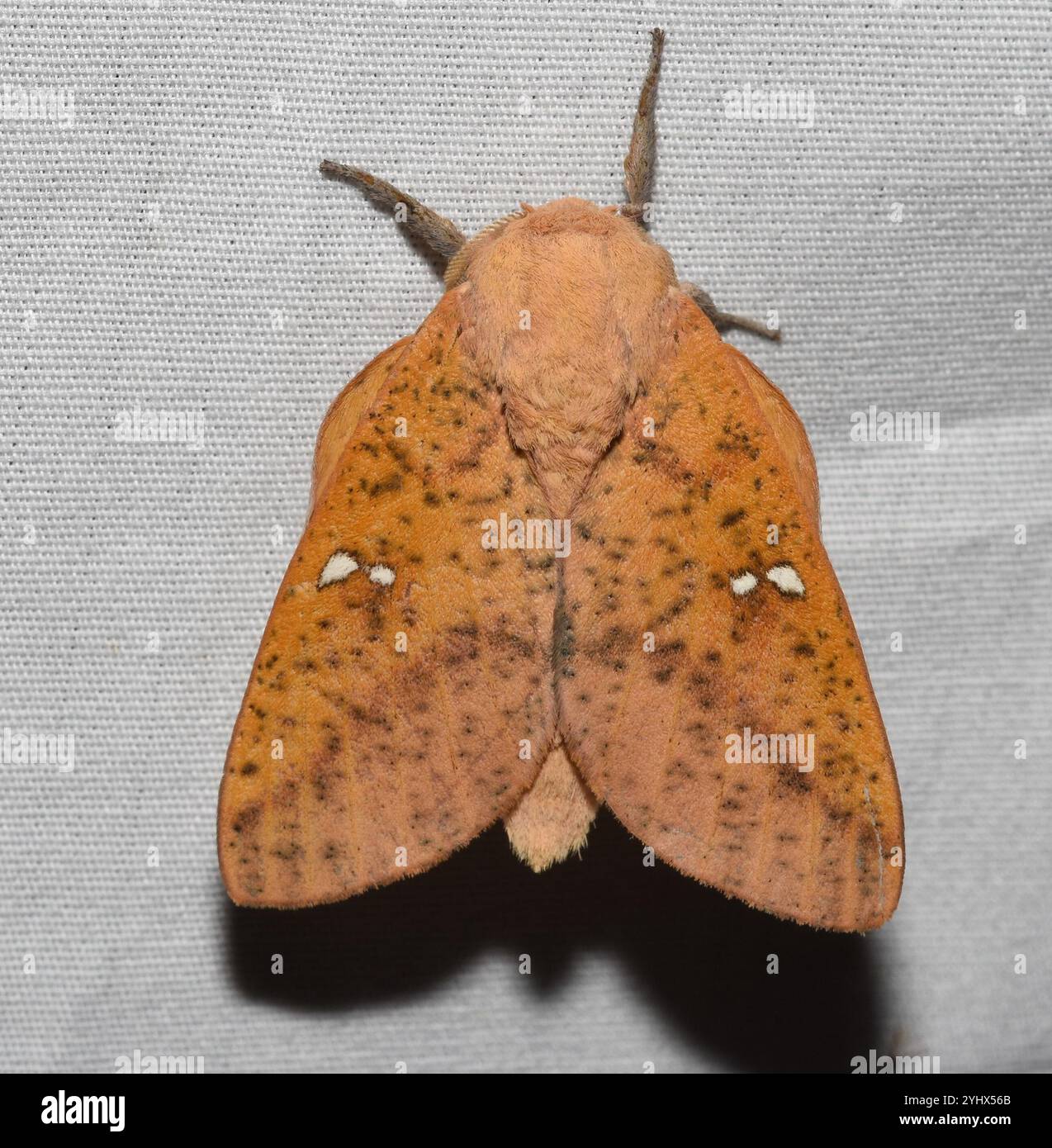 Locust Moth Honey locust moth hi-res stock photography and images - Alamy