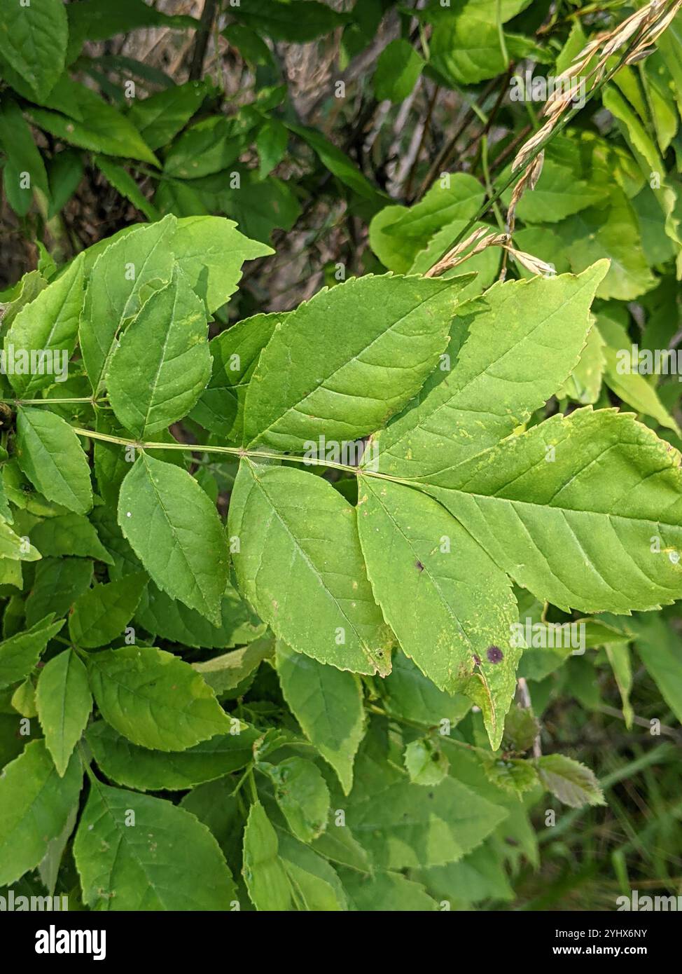 green ash (Fraxinus pennsylvanica Stock Photo - Alamy