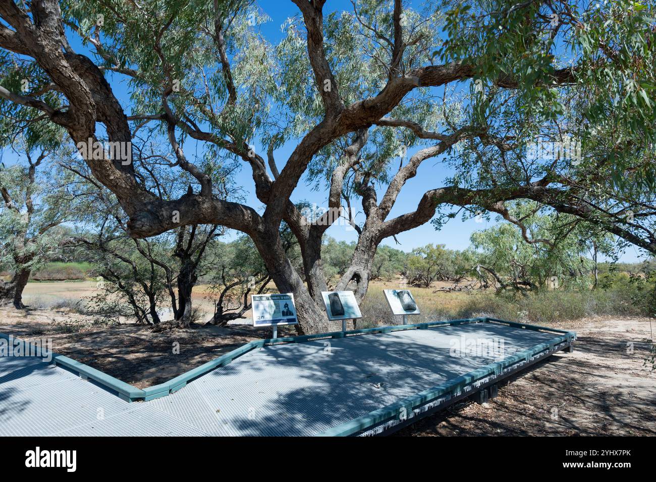 The Face Tree was a tribute to Burke at historical site Burke and Wills ...