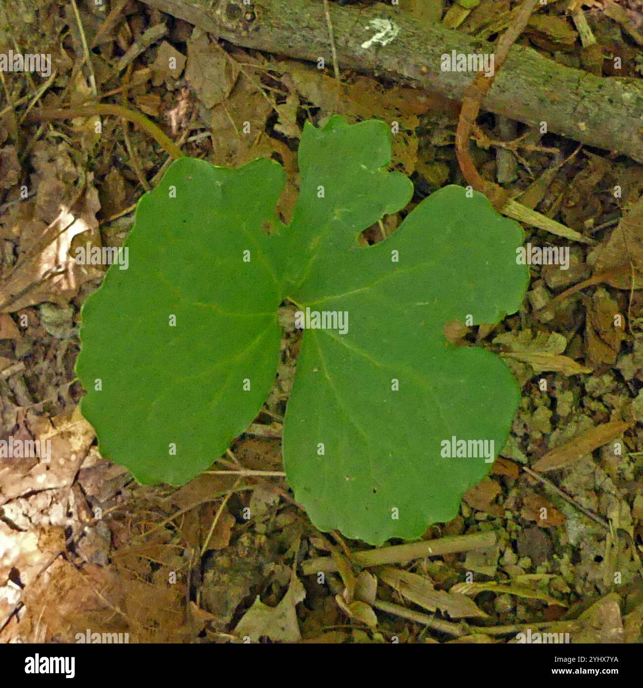 bloodroot (Sanguinaria canadensis Stock Photo - Alamy