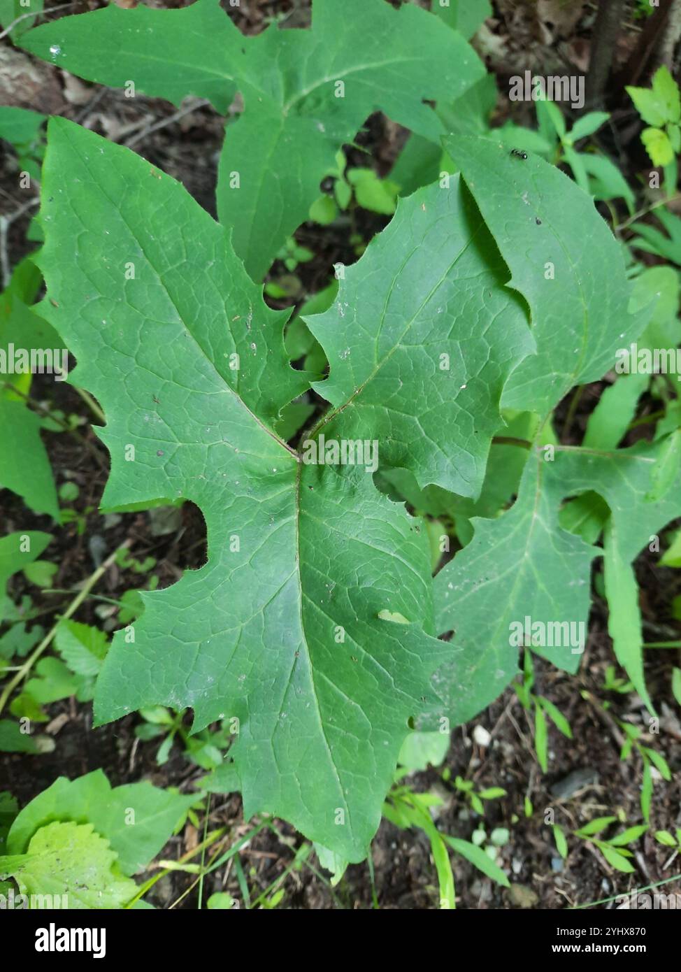 white rattlesnake root (Nabalus albus Stock Photo - Alamy