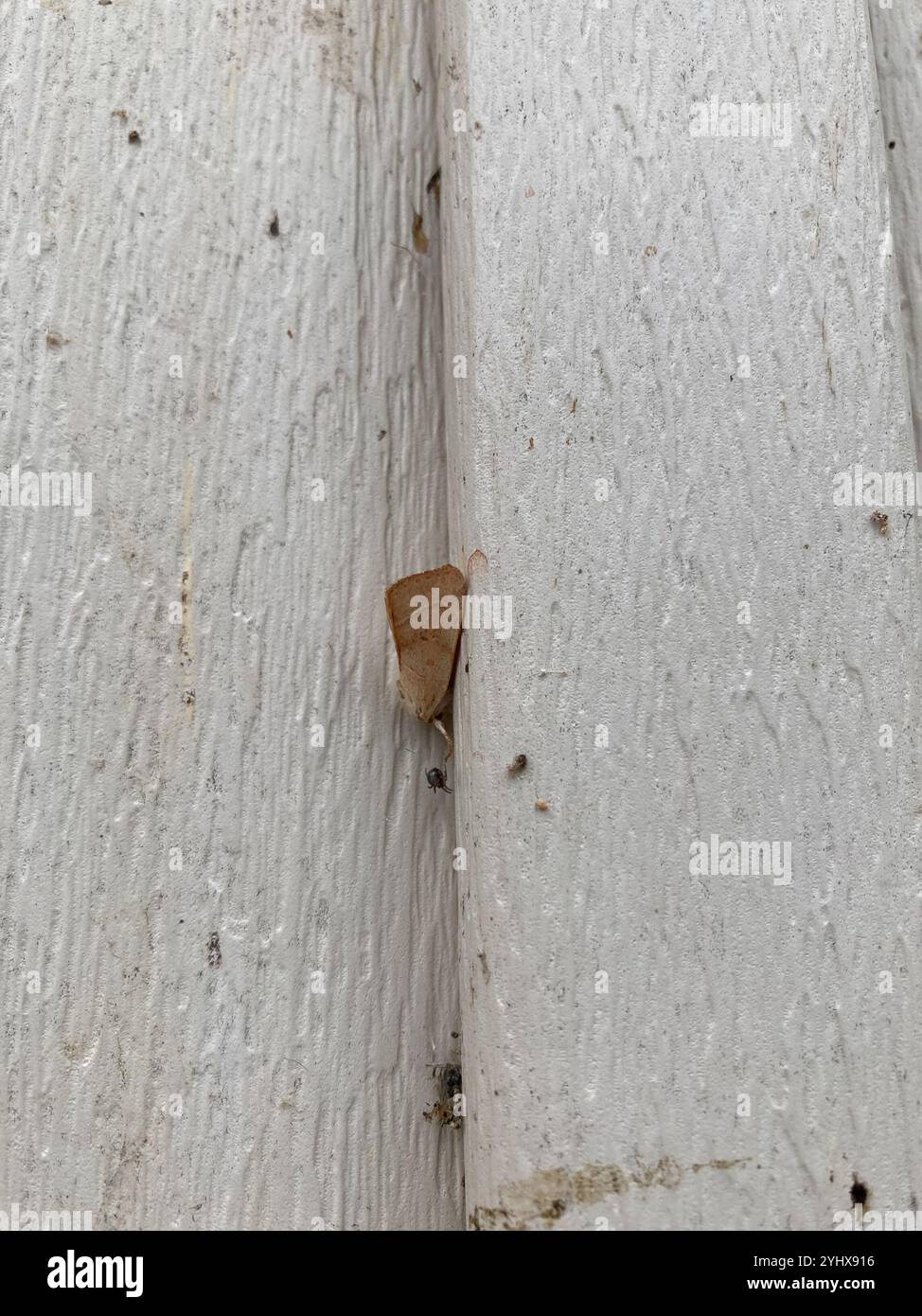American Dun-bar Moth (Cosmia calami Stock Photo - Alamy