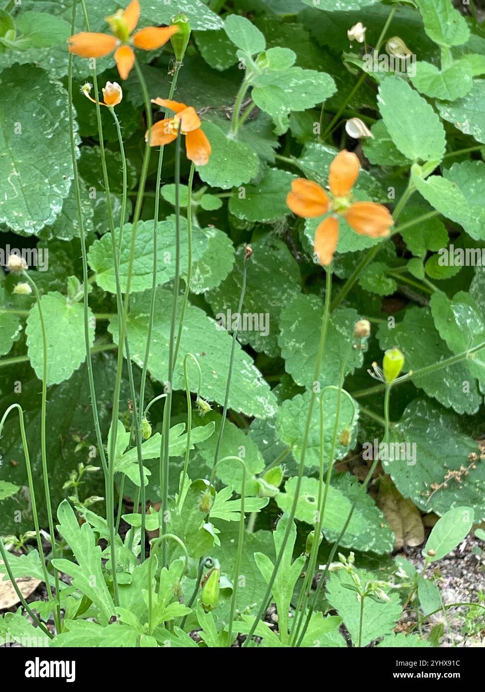 Papaver californicum hi-res stock photography and images - Alamy