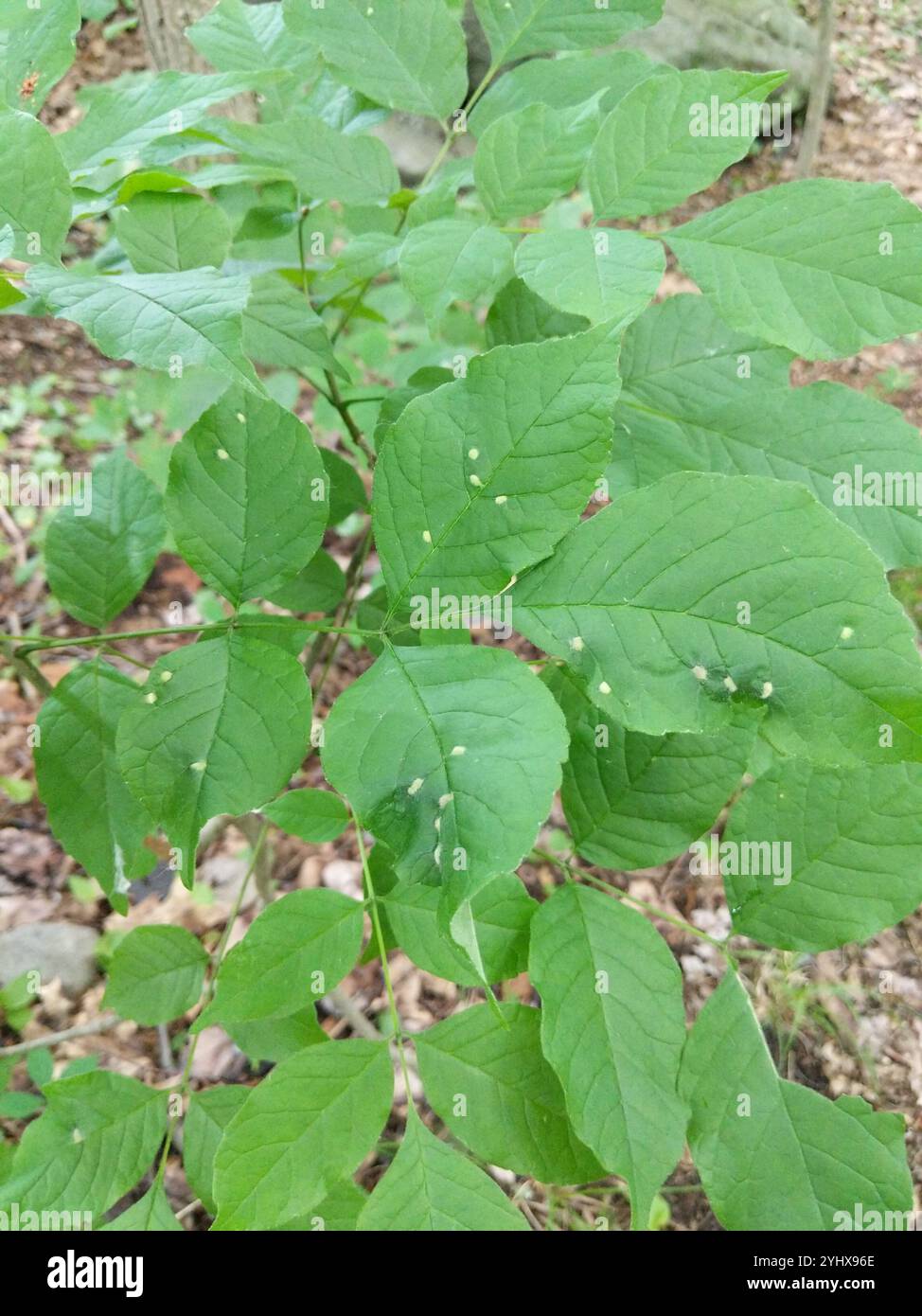 Ash Bead Gall Mite (Aceria fraxini Stock Photo - Alamy