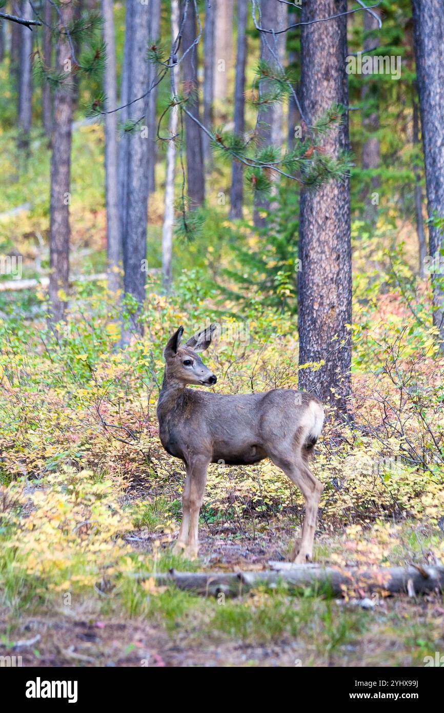 A doe deer stands in fall foliage on the ground of Signal Mountain in Grand Teton National Park, Wyoming. Stock Photo