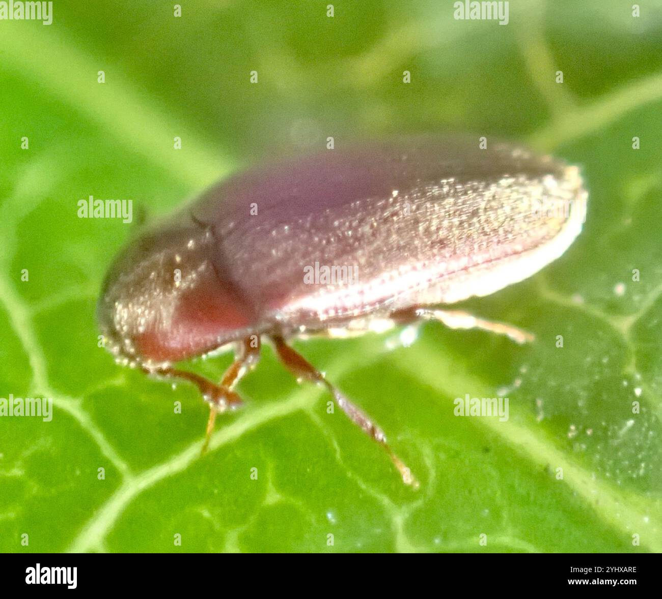 False click beetles hi-res stock photography and images - Alamy