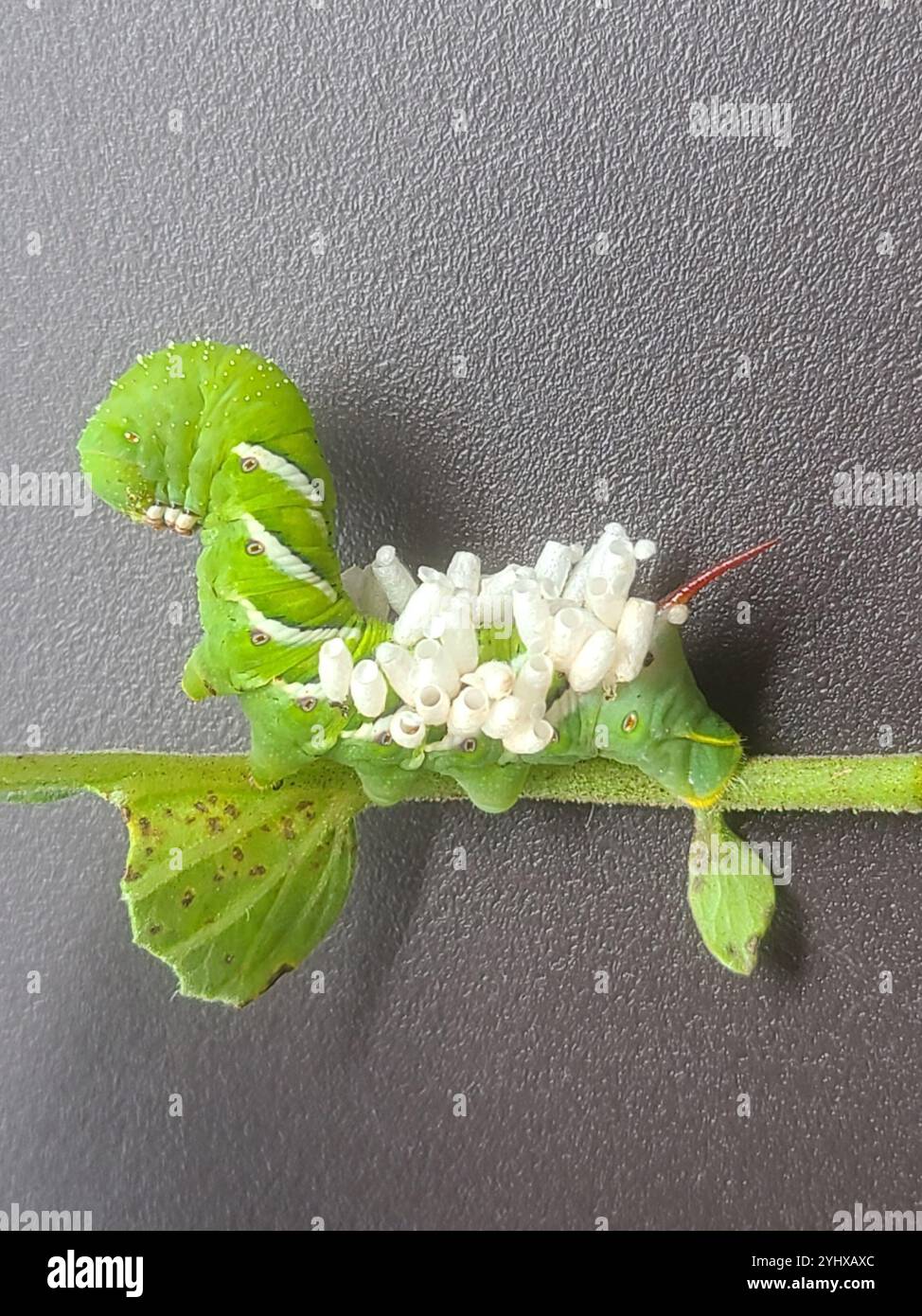 Hornworm Parasitoid Wasp (Cotesia congregata Stock Photo - Alamy