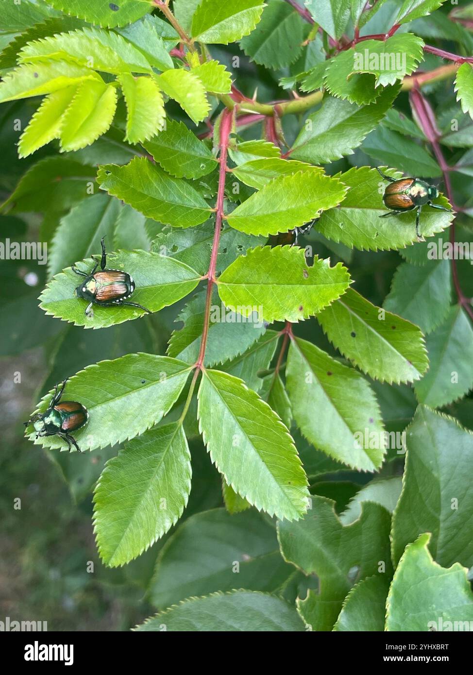 Japanese Beetle (Popillia japonica Stock Photo - Alamy