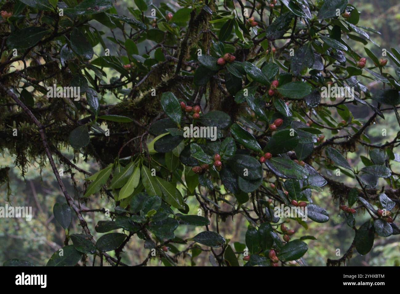 attorney trees (Clusia Stock Photo - Alamy