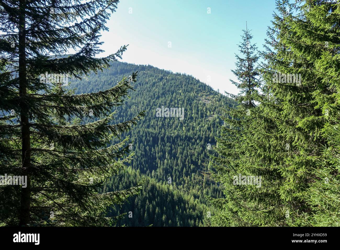 Hills dense vegetation forests hi-res stock photography and images - Alamy