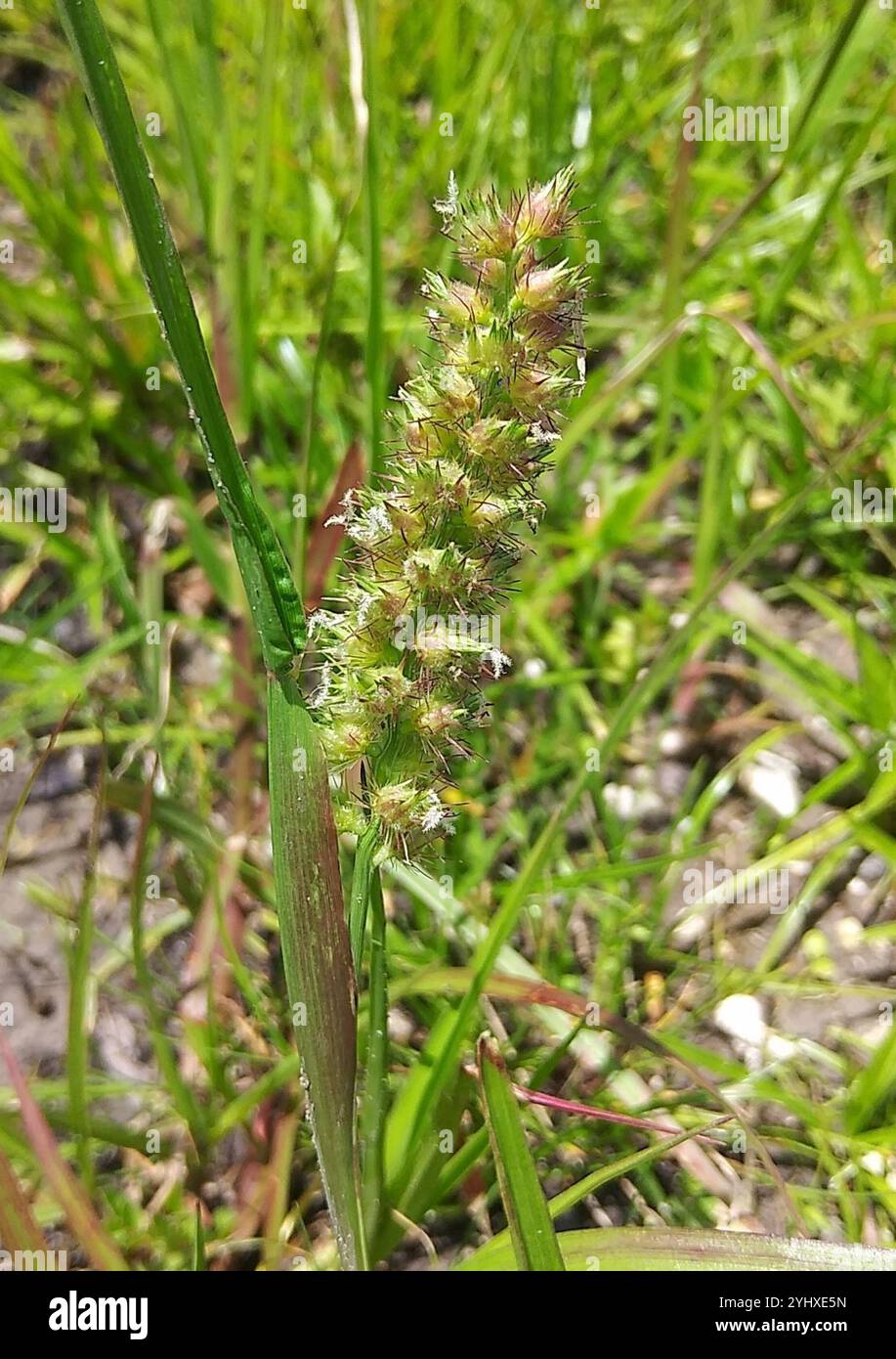Southern Sandbur (Cenchrus echinatus Stock Photo - Alamy