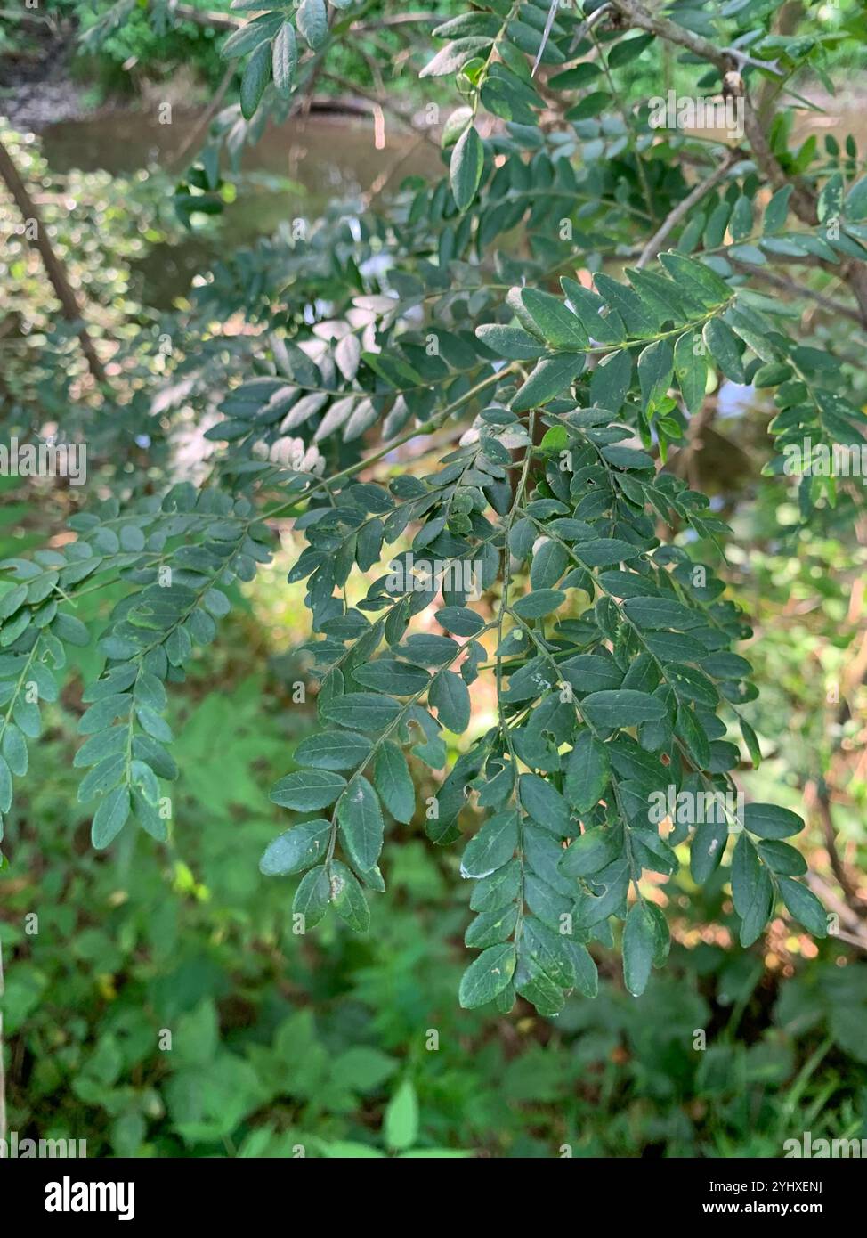 honey locust (Gleditsia triacanthos Stock Photo Alamy
