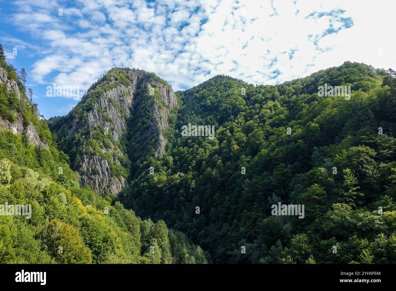 Car passes road among trees hi-res stock photography and images - Alamy
