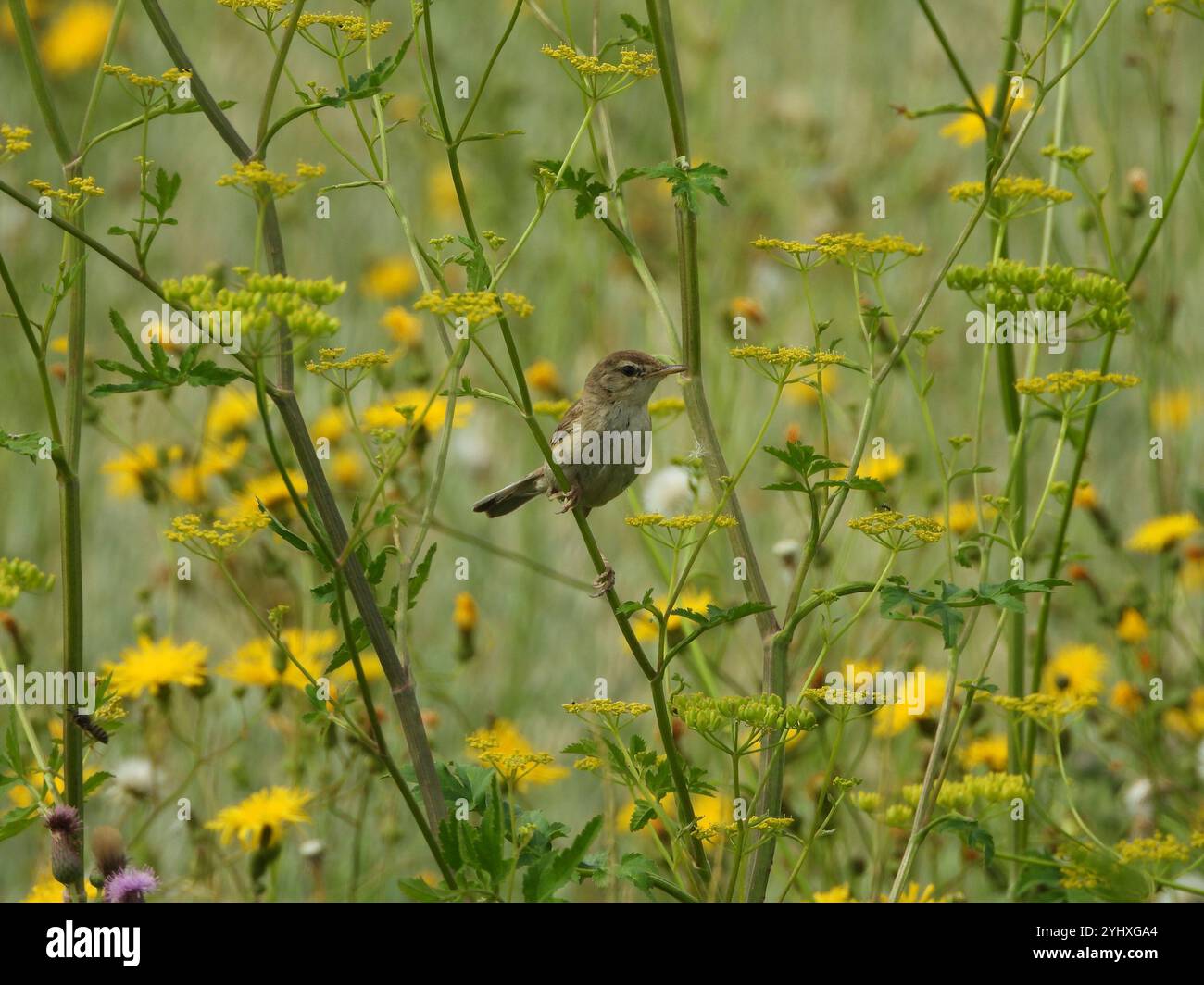 Booted Warbler (Iduna caligata Stock Photo - Alamy