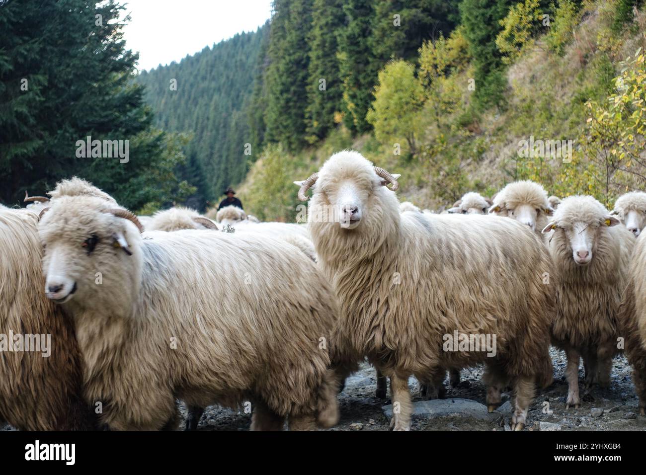 A large flock of sheep walking along a rural dirt road in Romania surrounded by lush green hills with a shepherd in the background Stock Photo