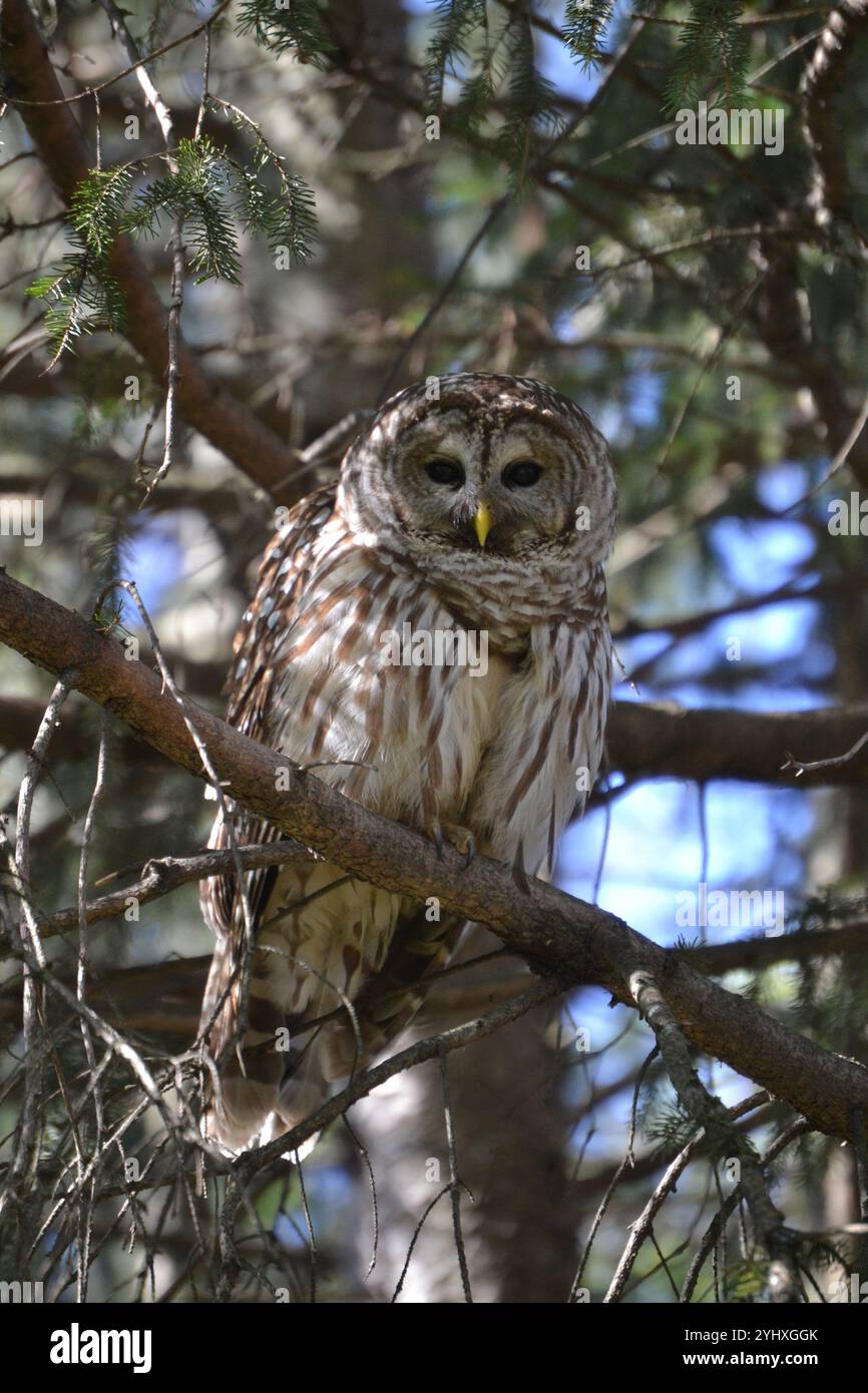 Strix Vari Barred Owl (Strix varia Stock Photo - Alamy