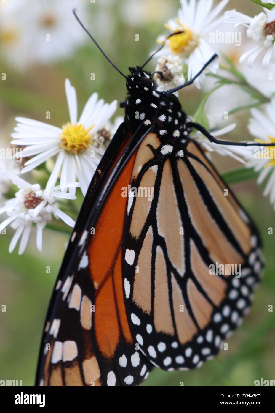 Monarch butterfly sitting on white flowers Stock Photo - Alamy