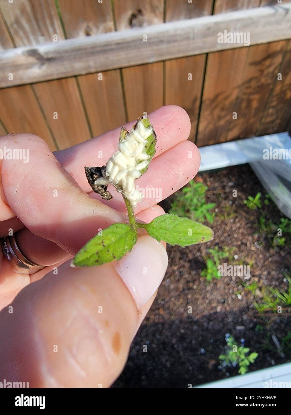Hornworm Parasitoid Wasp (Cotesia congregata Stock Photo - Alamy