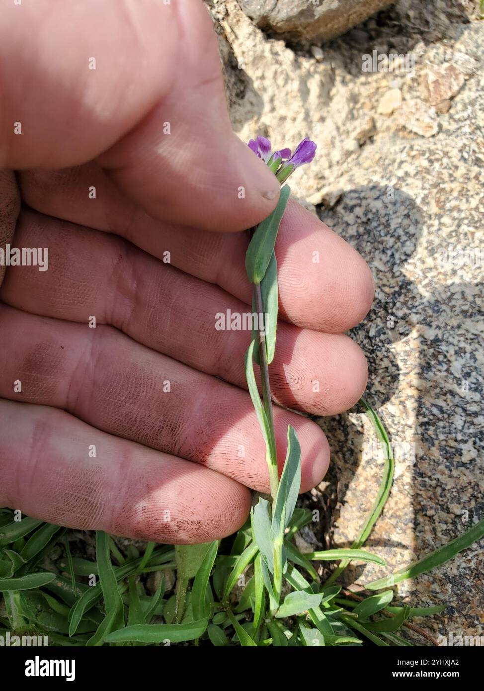 Lyall's rockcress (Boechera lyallii Stock Photo - Alamy
