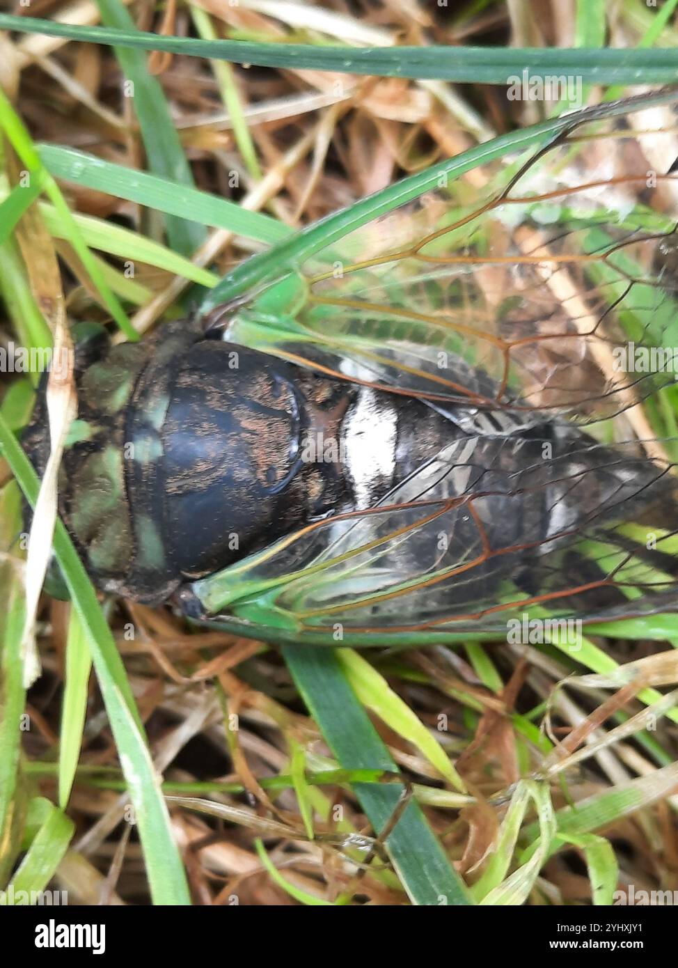 Neotibicen Cast Swamp Cicada (Neotibicen tibicen Stock Photo - Alamy