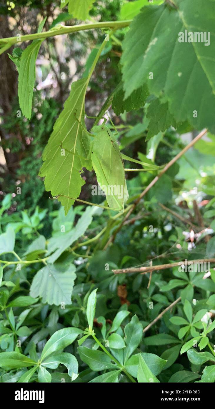 Oblong-winged Katydid (Amblycorypha oblongifolia Stock Photo - Alamy