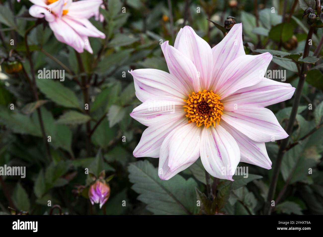 Dahlia 'Bishop of Leicester' Stock Photo