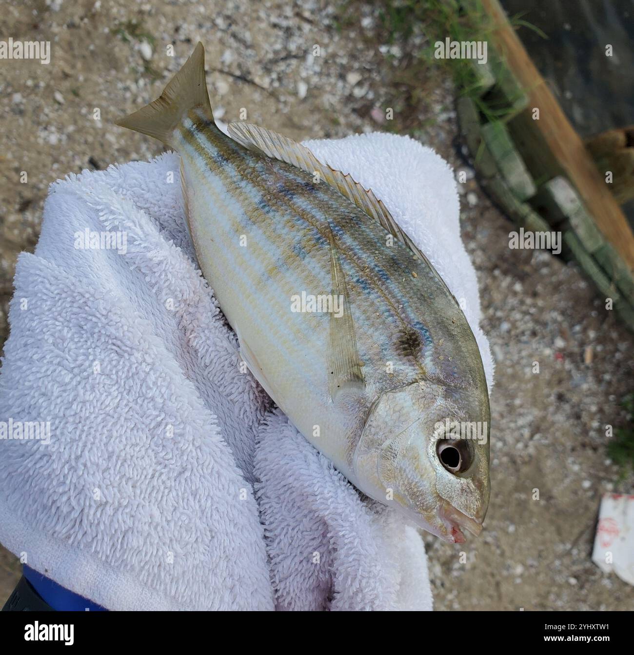 Pinfish (Lagodon rhomboides Stock Photo - Alamy