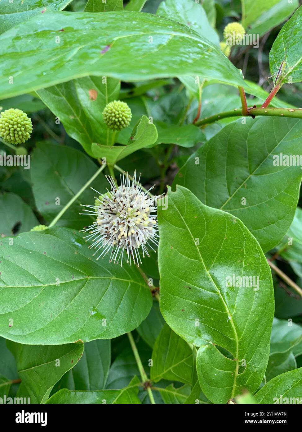 buttonbush (Cephalanthus occidentalis Stock Photo - Alamy