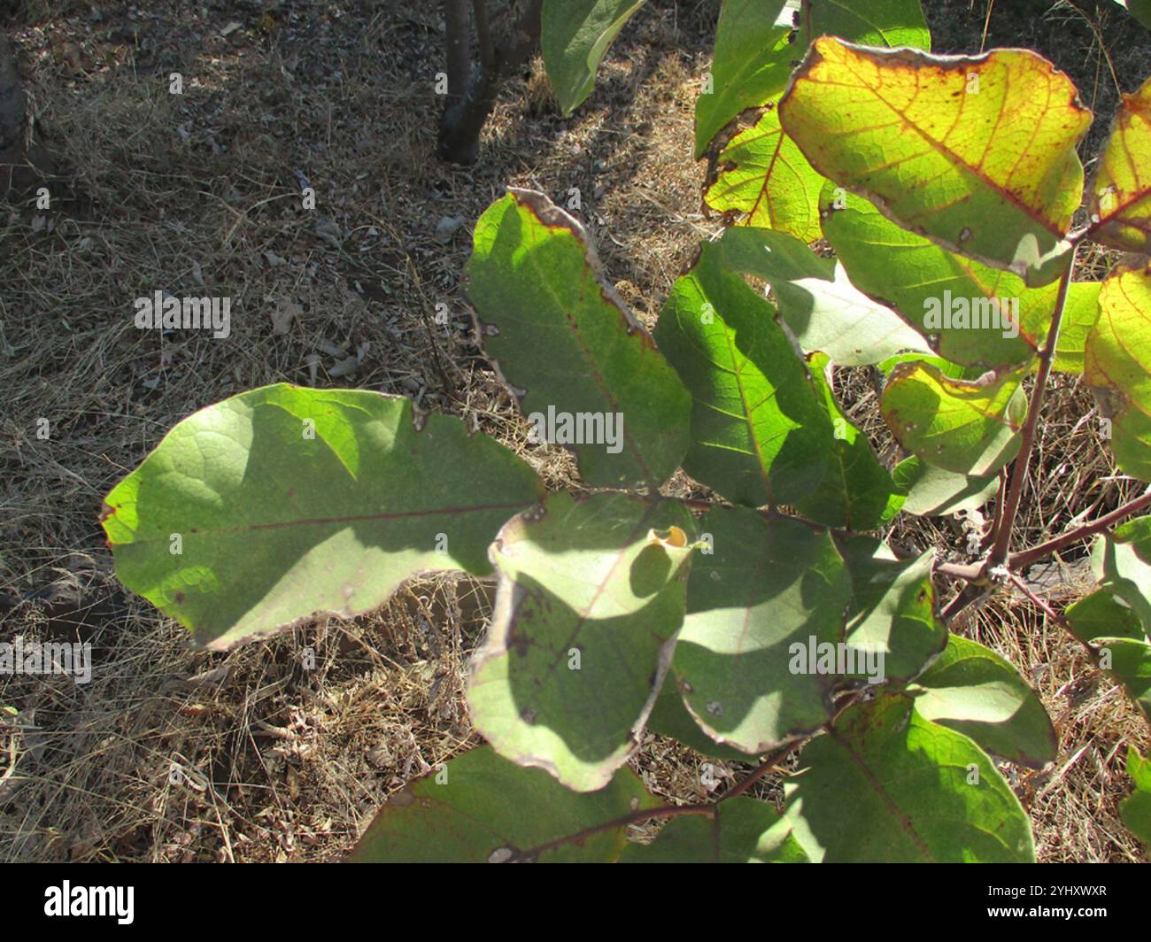 Sausage tree (Kigelia africana Stock Photo - Alamy