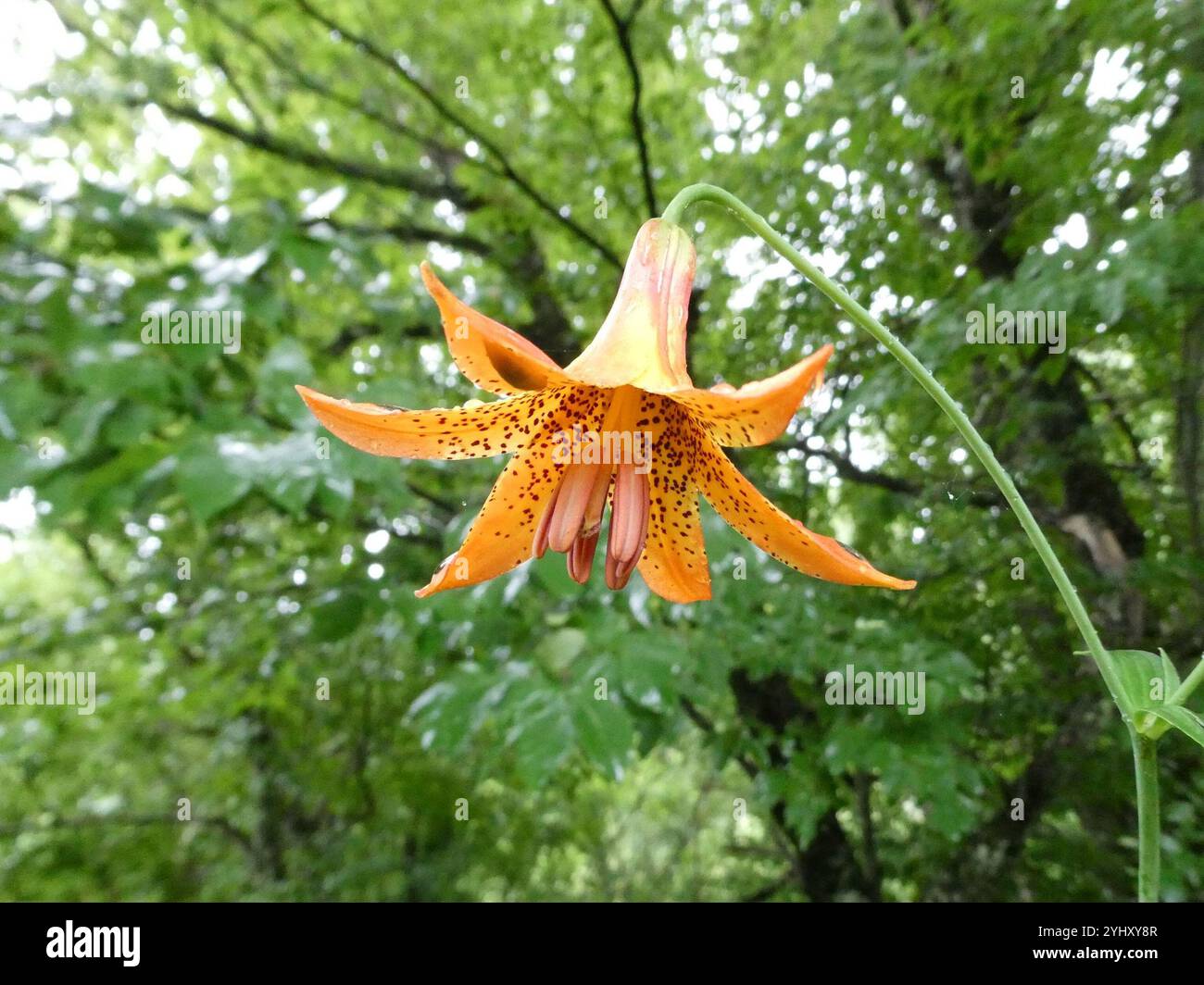 Canada Lily Lilium Canadense