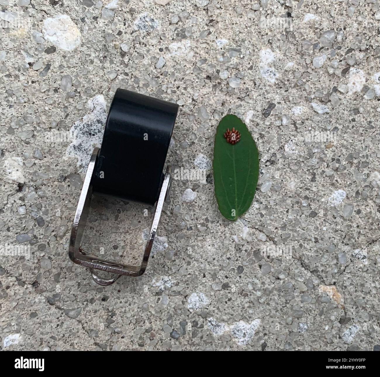 Leaf-footed Bugs and Allies (Coreoidea Stock Photo - Alamy