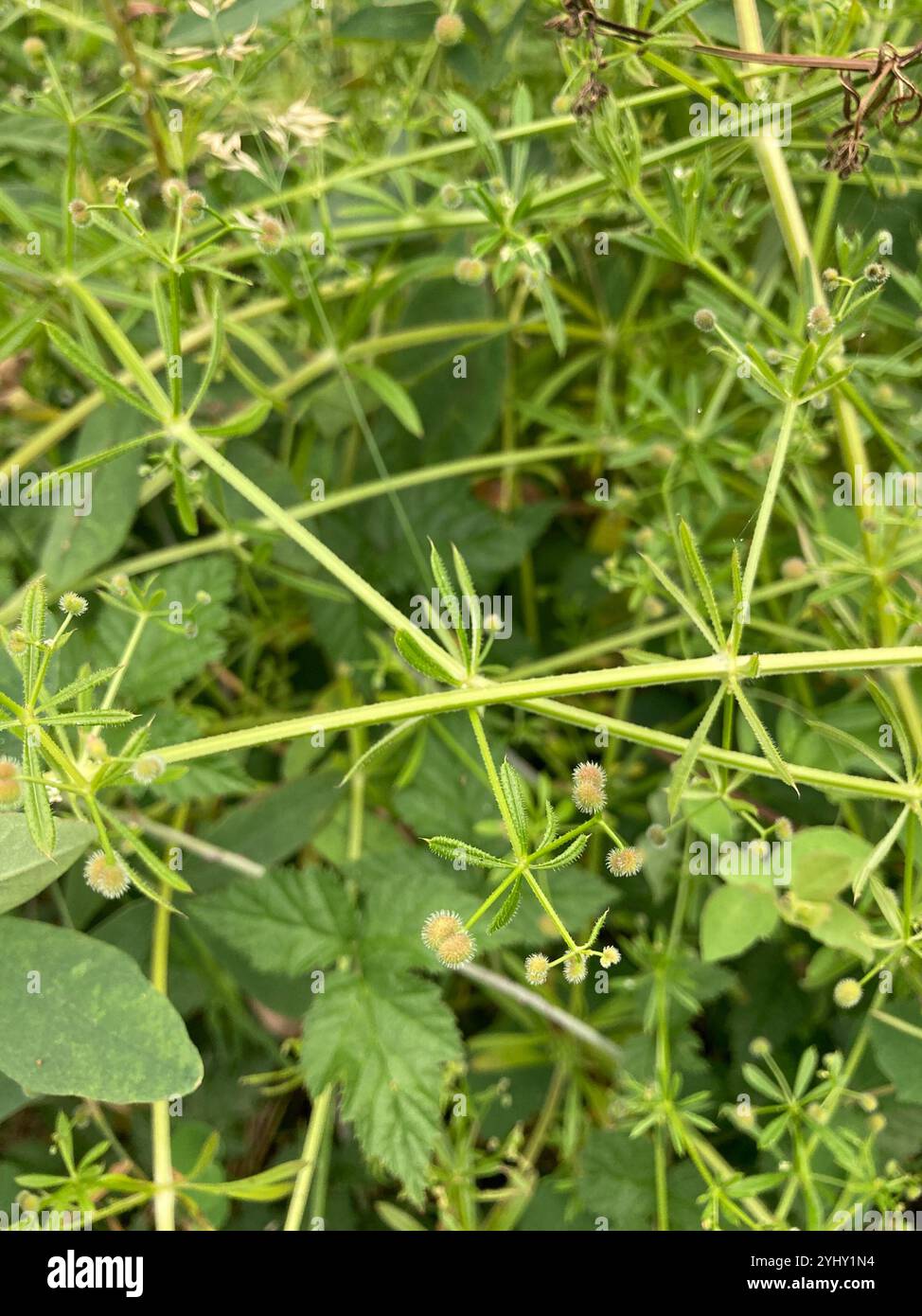 catchweed bedstraw (Galium aparine Stock Photo - Alamy