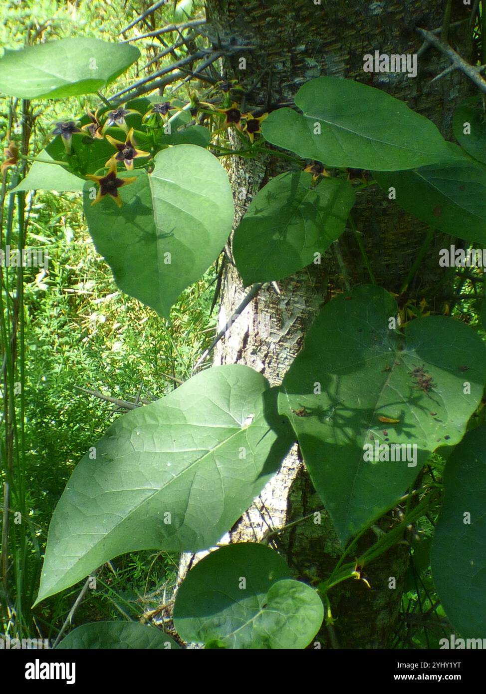 Suberosus hi-res stock photography and images - Alamy