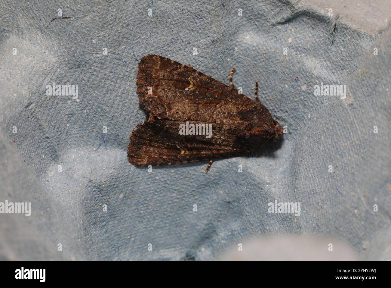 Mesapamea hi-res stock photography and images - Alamy
