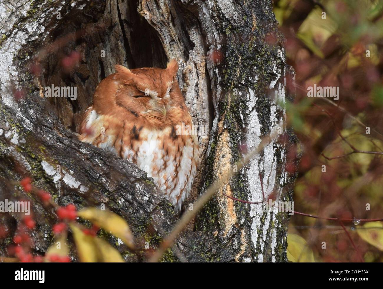 Eastern Screech-Owl (Megascops asio Stock Photo - Alamy