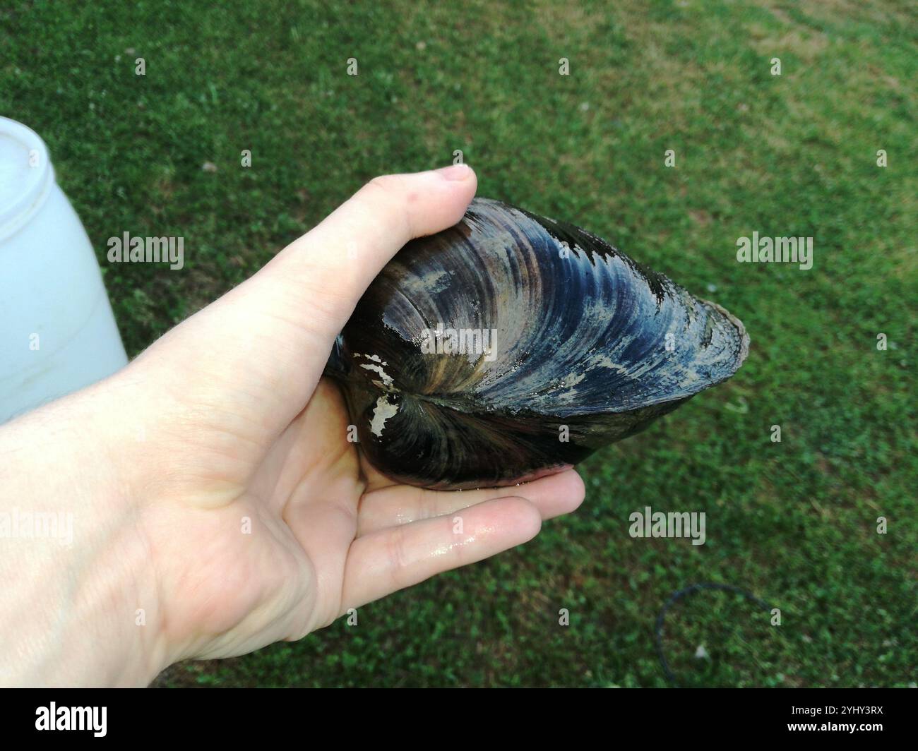 sinanodonta-woodiana-hi-res-stock-photography-and-images-alamy